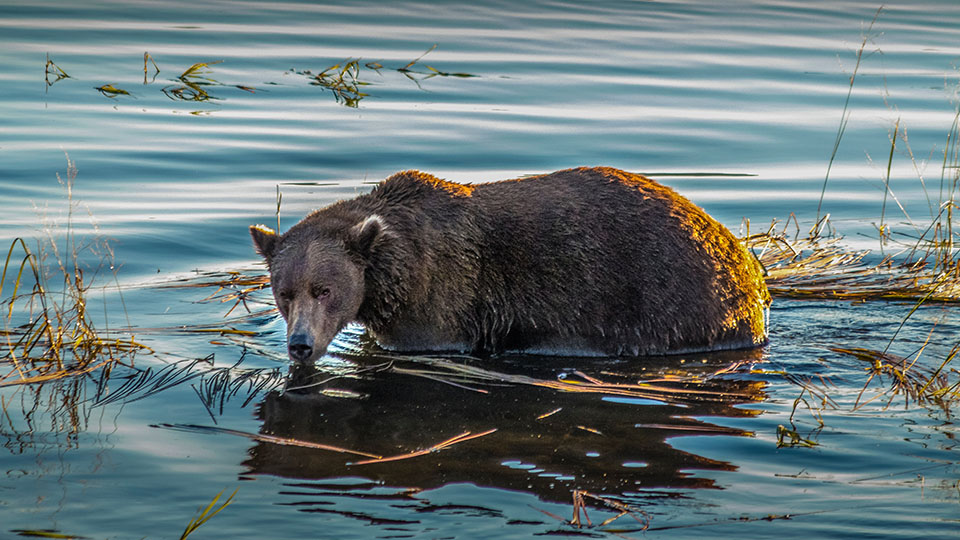 Endowus Q4 Performance Review - key portfolios including Flagship, Cash Smart, Income, Satellite